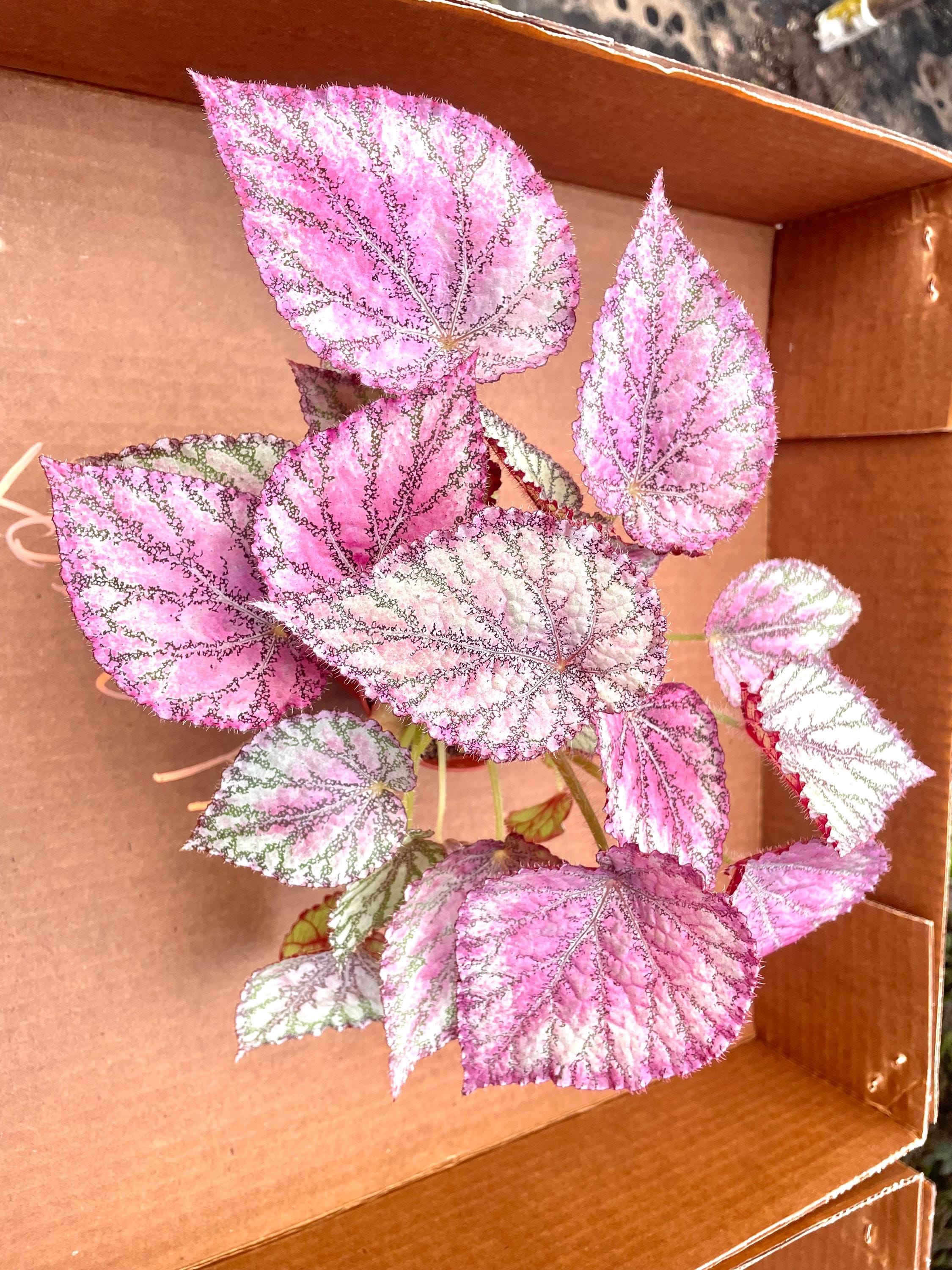 Pink Begonia Peace 4” pot **(ALL PLANTS require you to purchase 2 plants!)**
