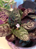 Purple waffle starter plant **(ALL plants require you to purchase ANY 2 plants!)**