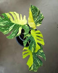 Monstera Electrolyte variegated ROOTED rare 4” pot (short) **(ALL plants require you to purchase ANY 2 plants!)**
