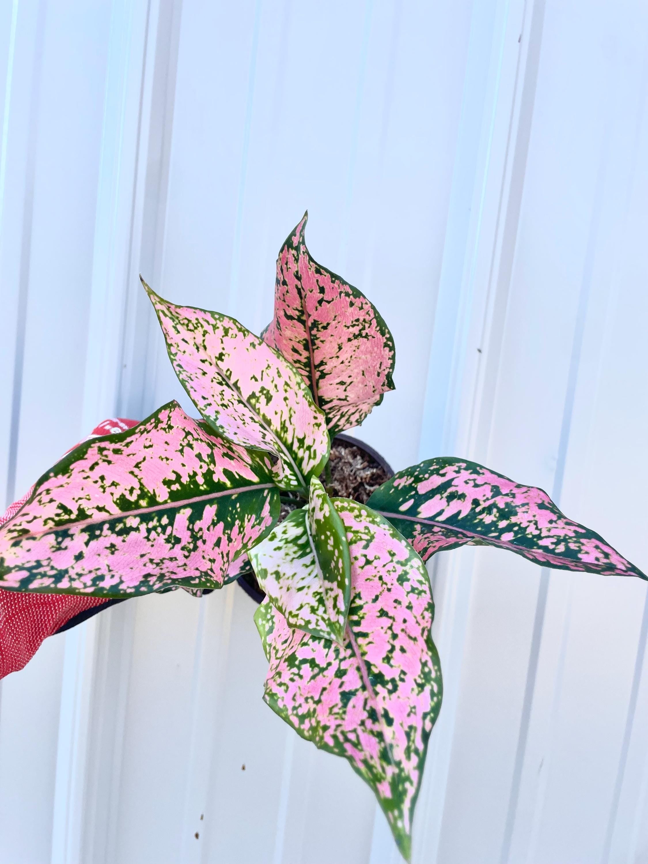 Aglaonema Triphet bright pink 4” plant **(ALL plants require you to purchase ANY 2 plants!)**