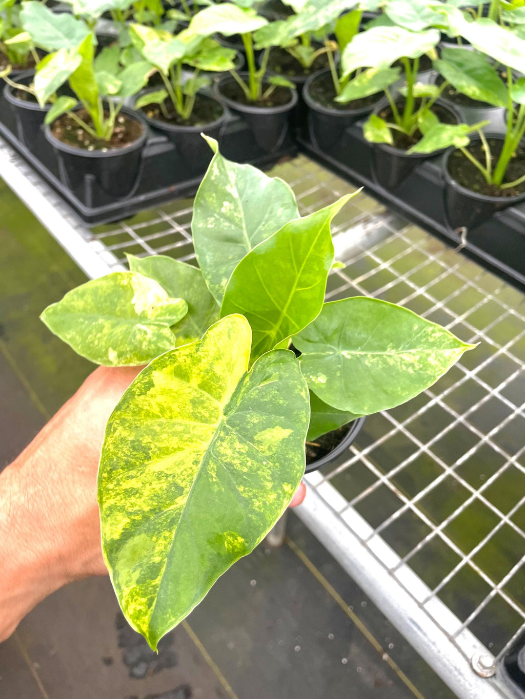 Alocasia Gageana aurea variegated rare 4” pot  **(ALL plants require you to purchase ANY 2 plants!)**