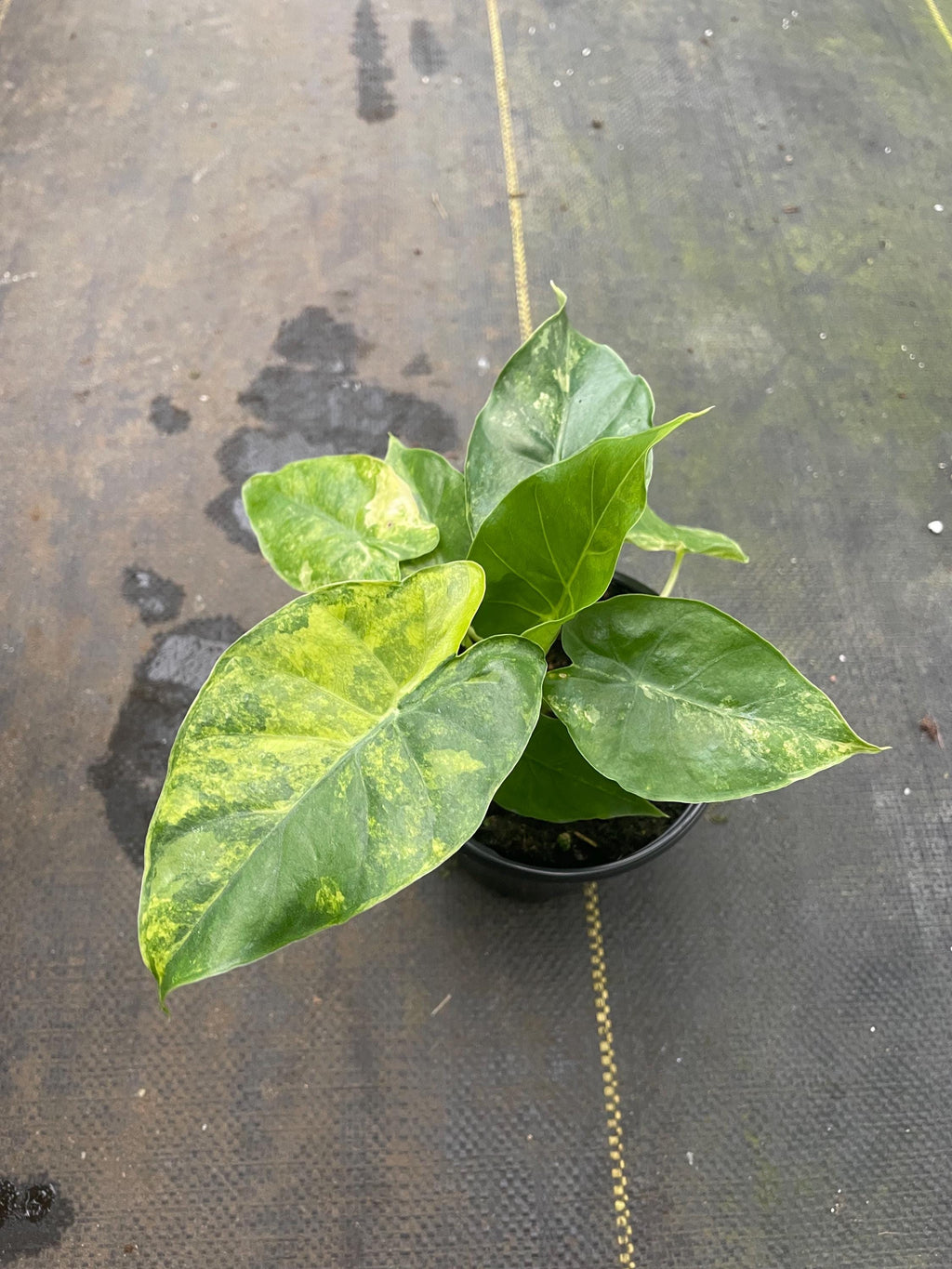 Alocasia Gageana aurea variegated rare 4” pot  **(ALL plants require you to purchase ANY 2 plants!)**