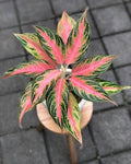 Aglaonema Pink Sunset 4” pot **(ALL plants require you to purchase ANY 2 plants!)**