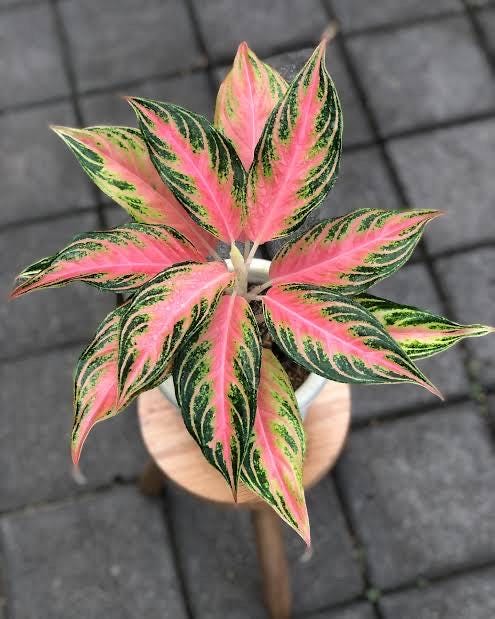 Aglaonema Pink Sunset 4” pot **(ALL plants require you to purchase ANY 2 plants!)**