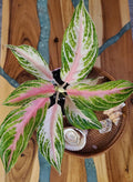 Aglaonema Pink Panama 4” pot **(ALL plants require you to purchase ANY 2 plants!)**