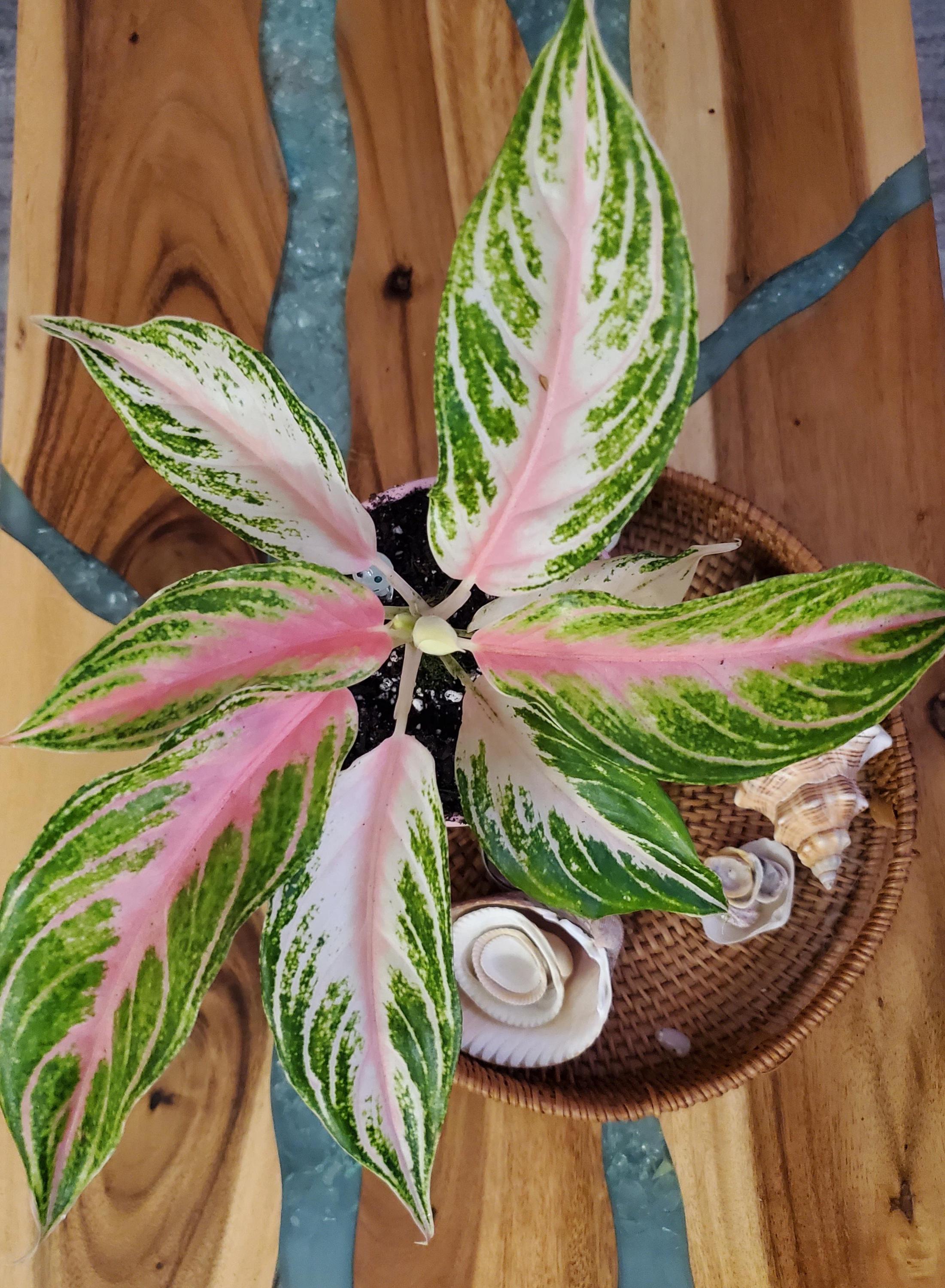 Aglaonema Pink Panama 4” pot **(ALL plants require you to purchase ANY 2 plants!)**