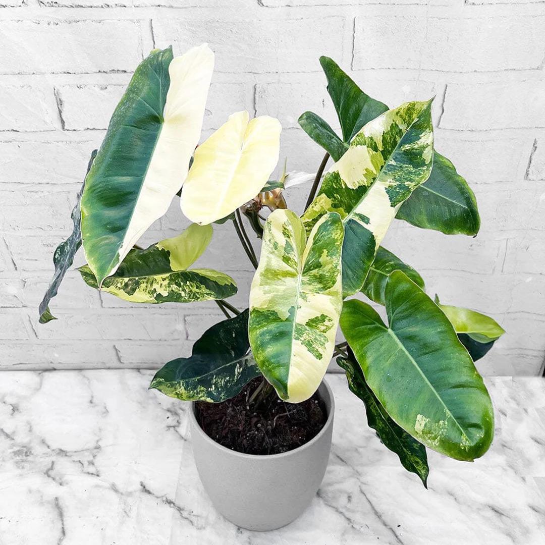 Philodendron Variegated Burle Marx Albo starter plant **(ALL plants require you to purchase ANY 2 plants!)**