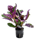 Purple waffle 4” pot multistem plant **(ALL plants require you to purchase ANY 2 plants!)**