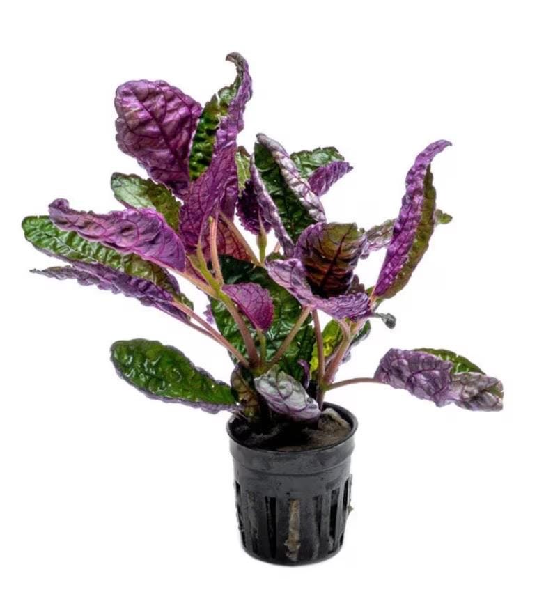 Purple waffle 4” pot multistem plant **(ALL plants require you to purchase ANY 2 plants!)**