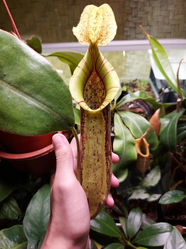 Nepenthes Dyeriana 2” pot **(ALL plants require you to purchase ANY 2 plants!)**