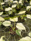 Monstera White monster 4” pot **(ALL plants require you to purchase ANY 2 plants!)**