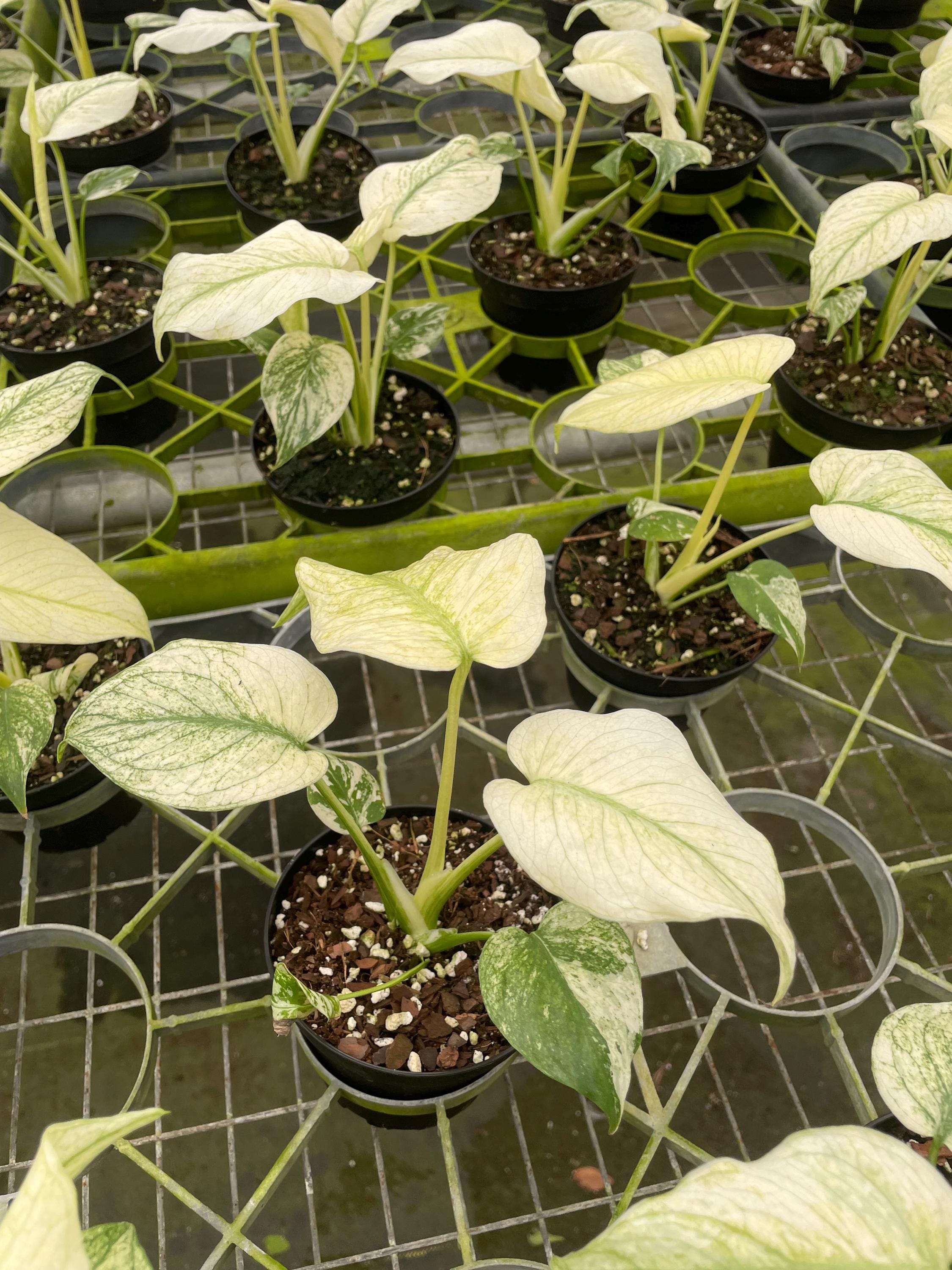 Monstera White monster 4” pot **(ALL plants require you to purchase ANY 2 plants!)**