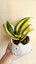 Sansevieria Trifasciata golden succulent starter snake plant **(ALL plants require you to purchase ANY 2 plants!)**