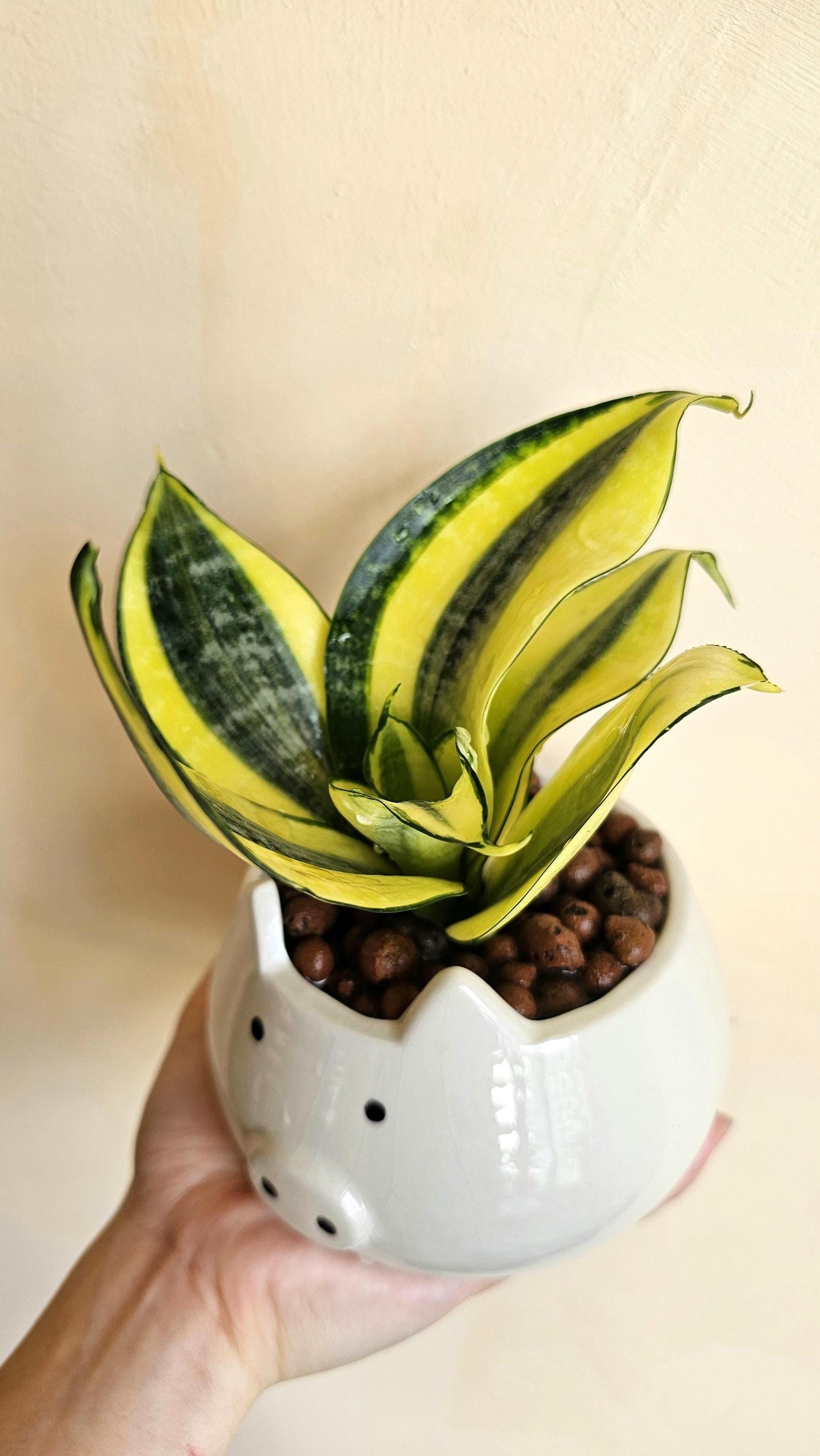 Sansevieria Trifasciata golden succulent starter snake plant **(ALL plants require you to purchase ANY 2 plants!)**