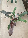 Philodendron Florida Beauty Bronze starter plant **(ALL plants require you to purchase ANY 2 plants!)