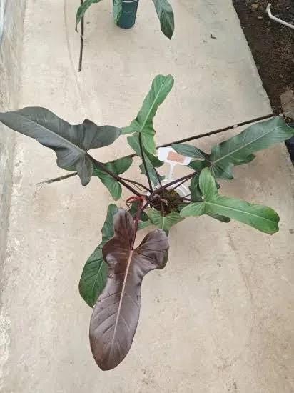 Philodendron Florida Beauty Bronze starter plant **(ALL plants require you to purchase ANY 2 plants!)