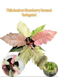 Philodendron Strawberry caramel variegated starter plant **(ALL plants require you to purchase ANY 2 plants!)**