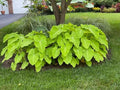Xanthosoma Lime Zinger starter plant **(ALL plants require you to purchase ANY 2 plants!)**