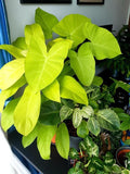 Xanthosoma neon lime zinger starter plant **(ALL plants require you to purchase ANY 2 plants!)**