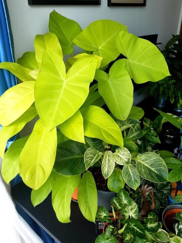 Xanthosoma neon lime zinger starter plant **(ALL plants require you to purchase ANY 2 plants!)**